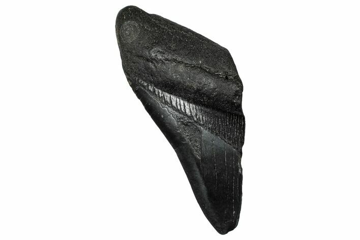 Partial Fossil Megalodon Tooth - South Carolina #356877